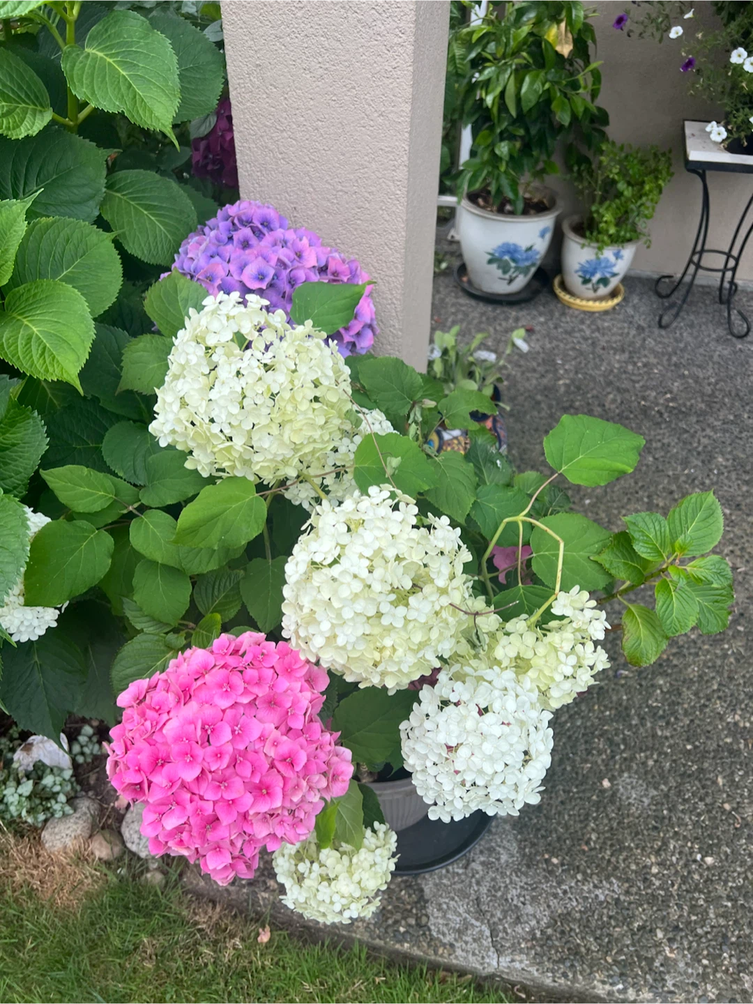 Hydrangea Plant - Pink and White Blooms - photo 2