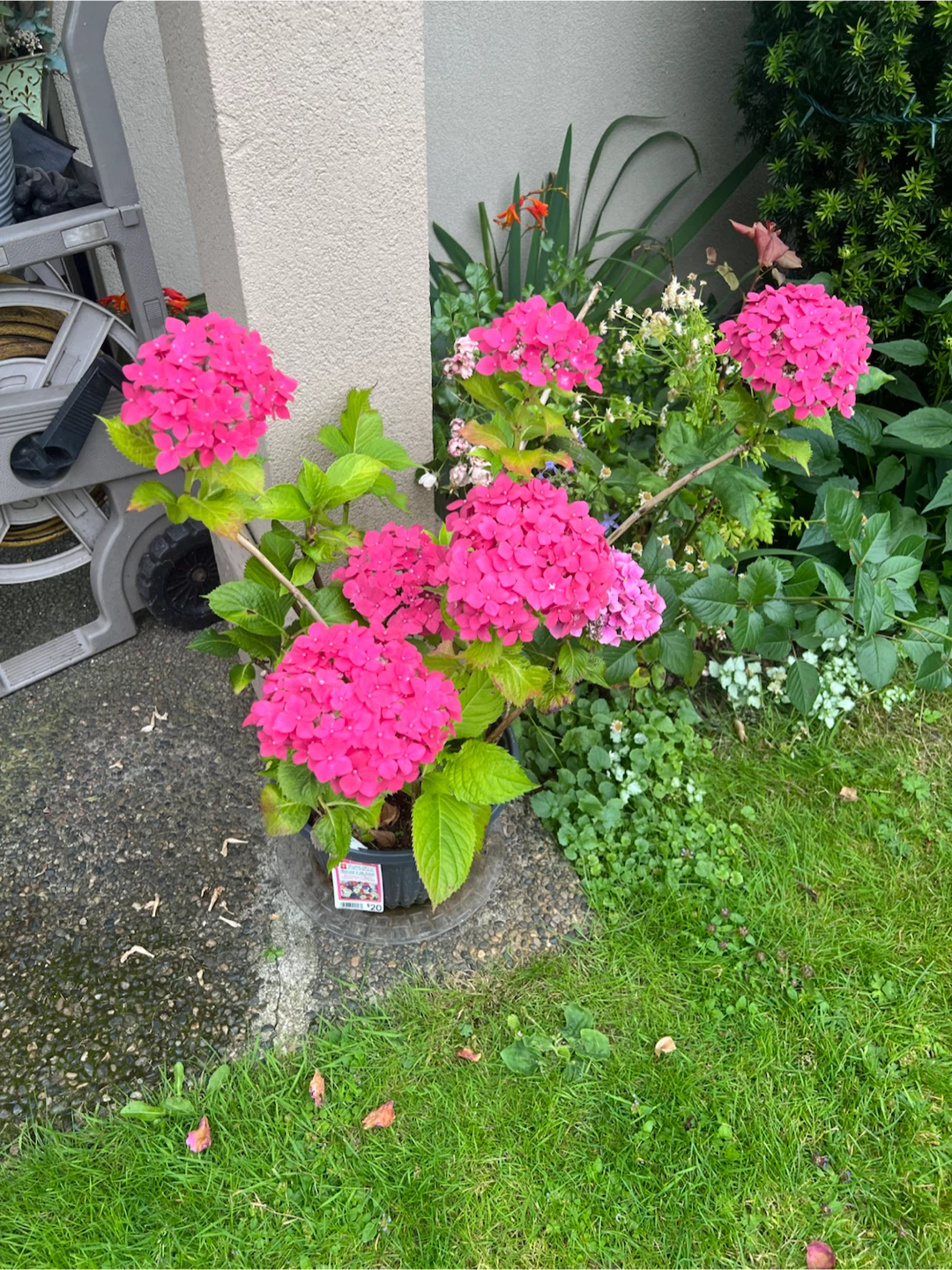 Hydrangea Plant - Pink and White Blooms - photo 3
