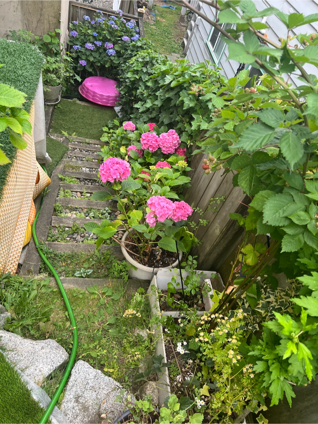 Hydrangea Plant - Pink and White Blooms - photo 4