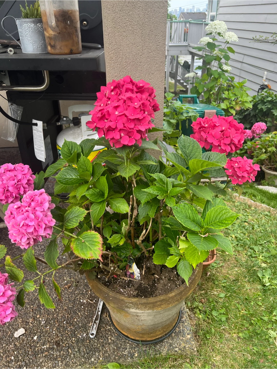 Hydrangea Plant - Pink and White Blooms - photo 5