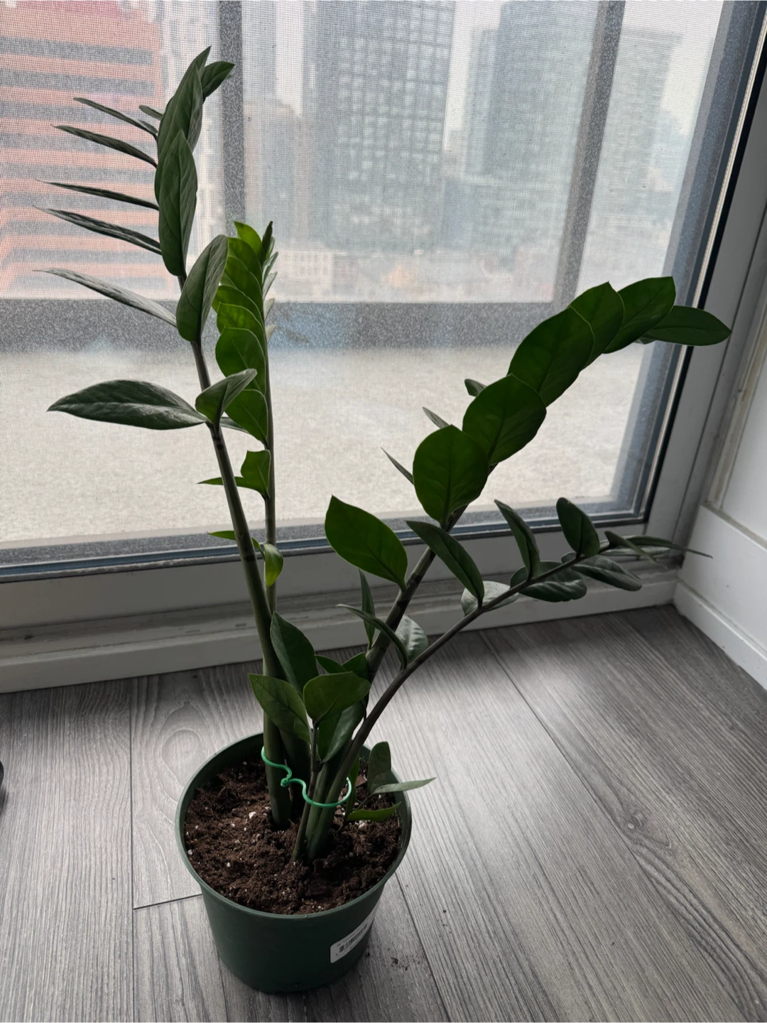 ZZ Plant with green pot