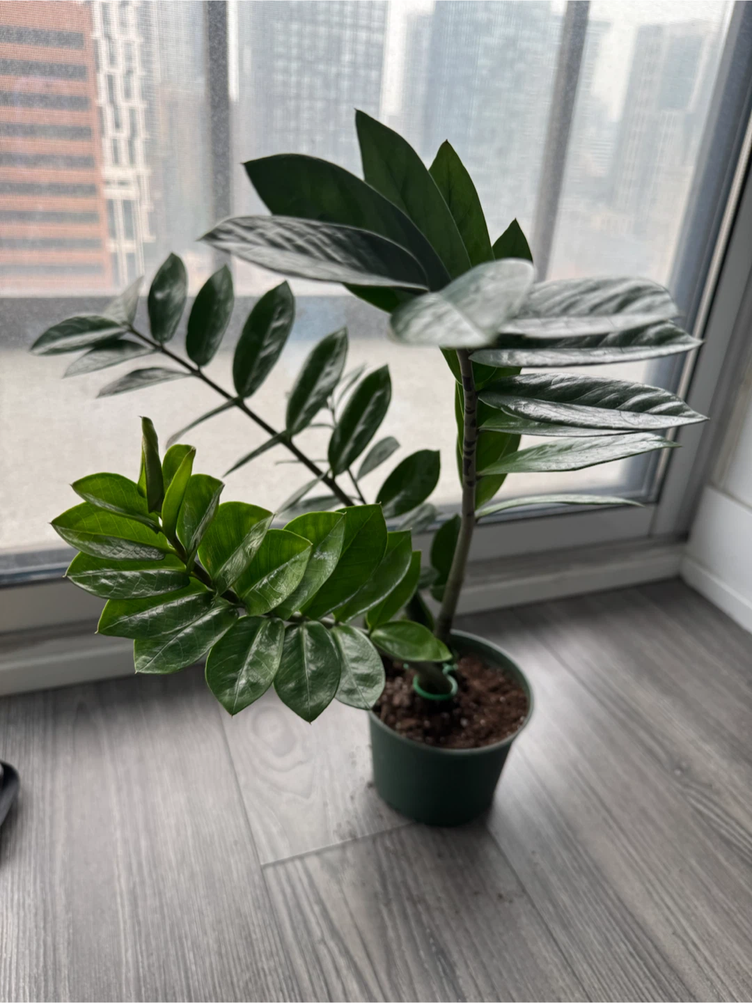 ZZ Plant with green pot - photo 2