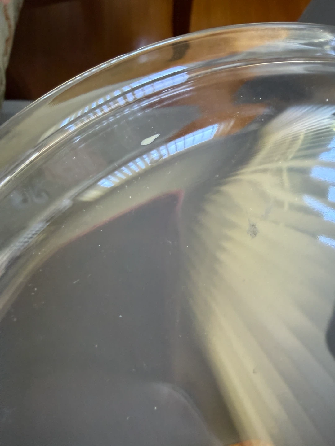 Vintage PYREX #209 9 In Glass Pie Plate - photo 2