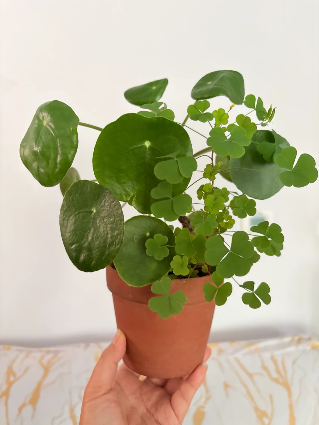 Pilea Peperomioides Plant with clover