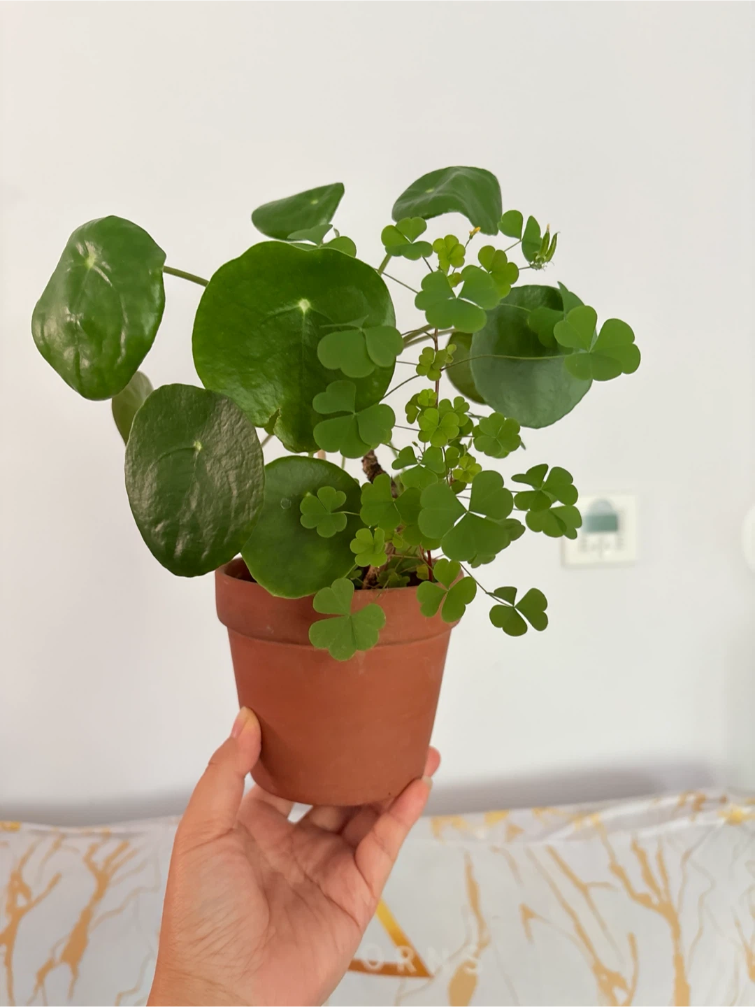 Pilea Peperomioides Plant with clover - photo 2