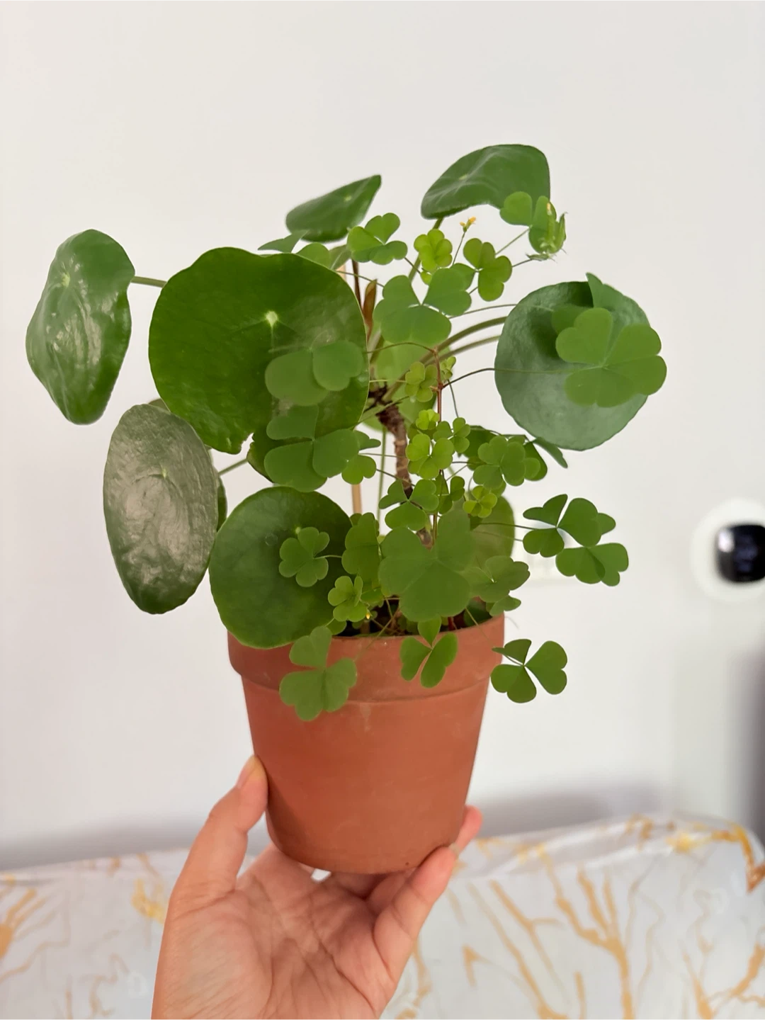 Pilea Peperomioides Plant with clover - photo 3