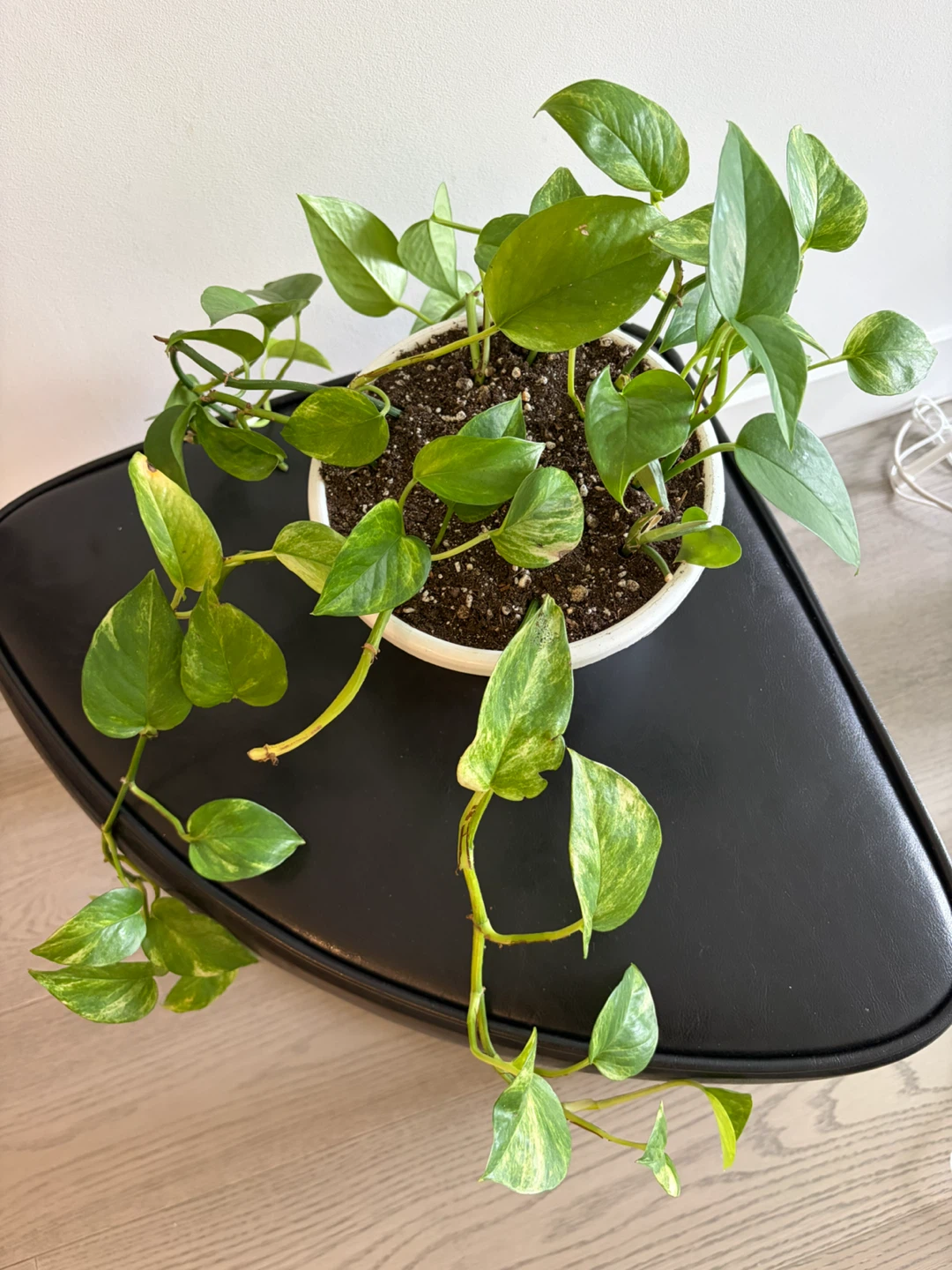 Pothos Plant