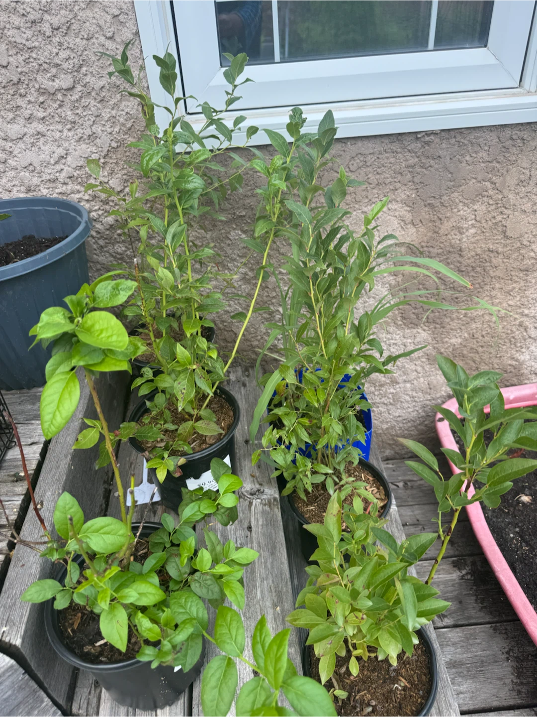 Blueberry Plants