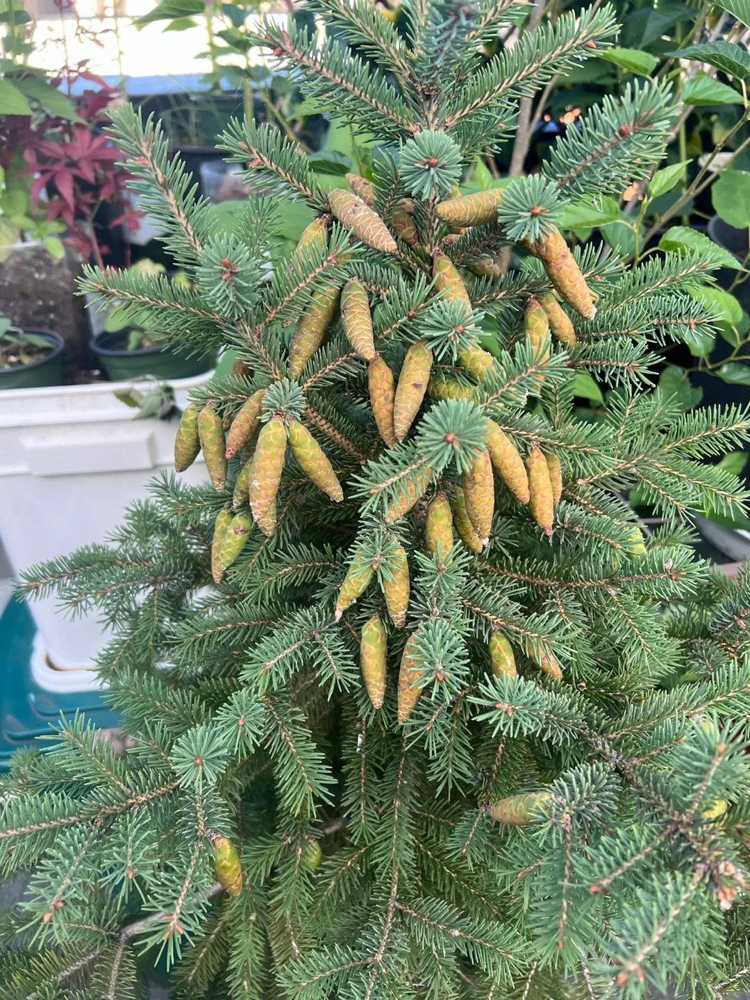 North Pole Spruce, 4 feet tall