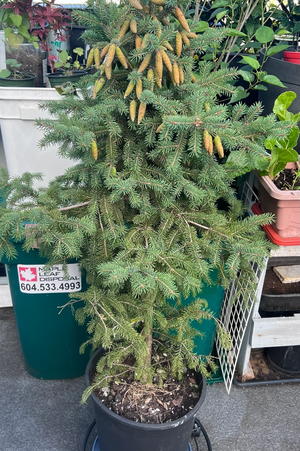 North Pole Spruce, 4 feet tall - photo 2