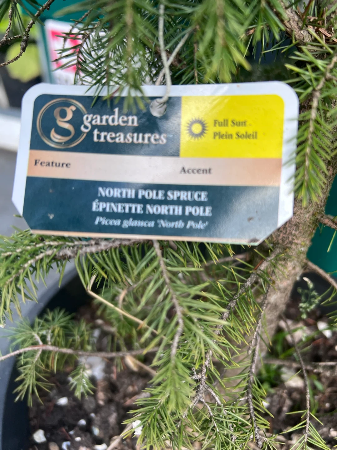 North Pole Spruce, 4 feet tall - photo 3