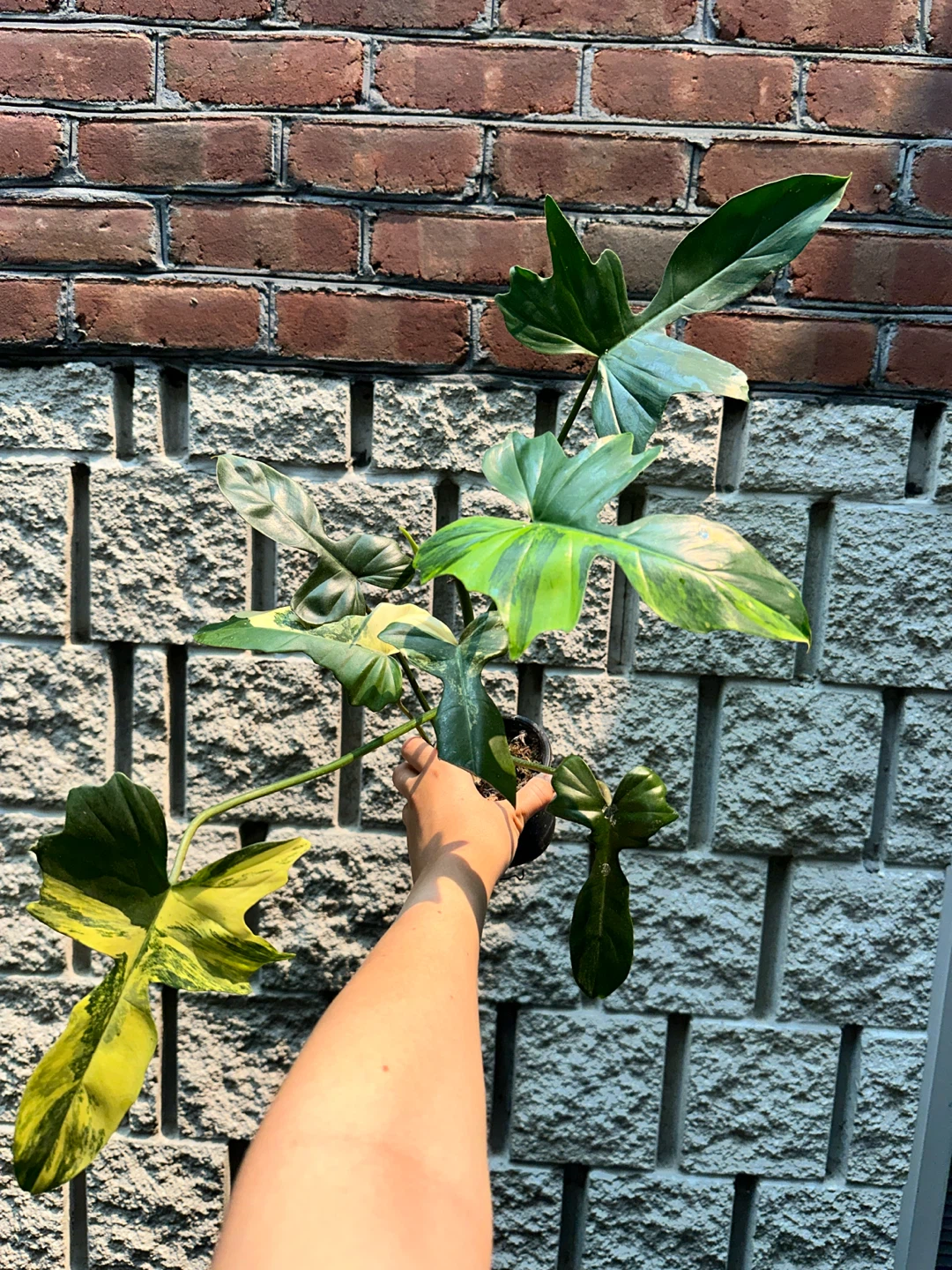 Philodendron Kitina Plant