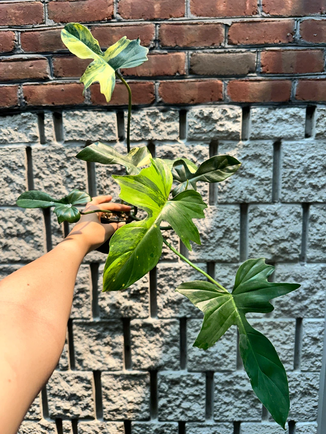 Philodendron Kitina Plant - photo 2