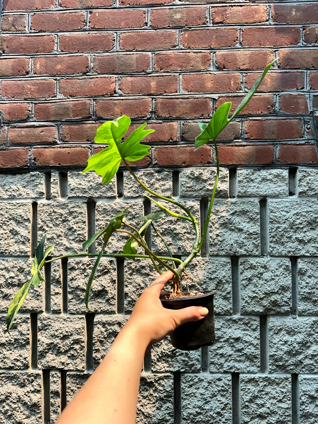 Philodendron Kitina Plant - photo 3