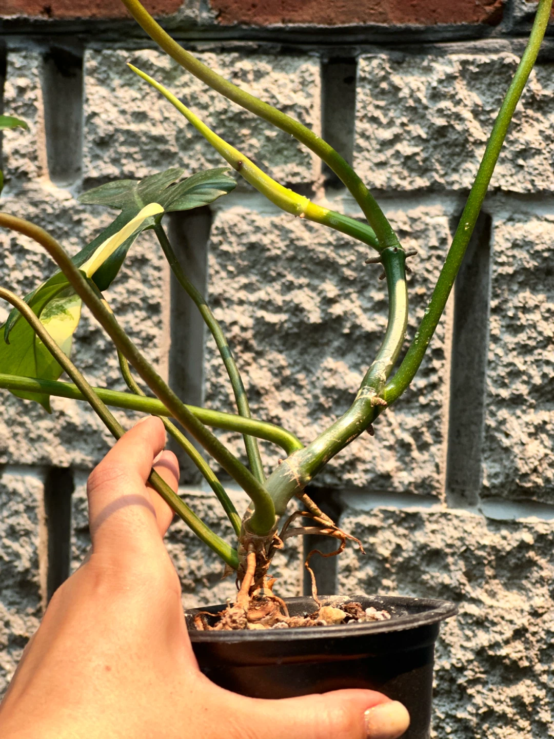 Philodendron Kitina Plant - photo 4