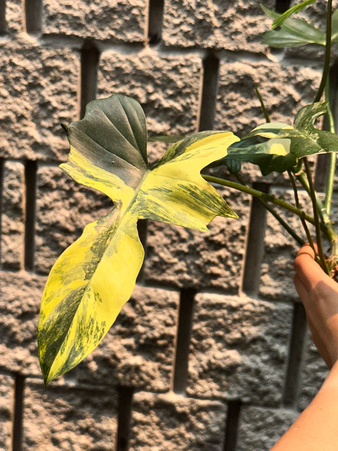 Philodendron Kitina Plant - photo 5