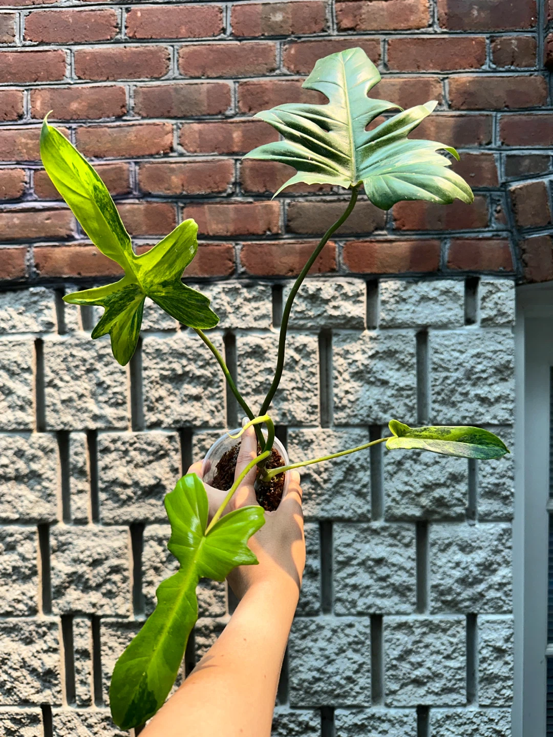 Philodendron Kitina Plant