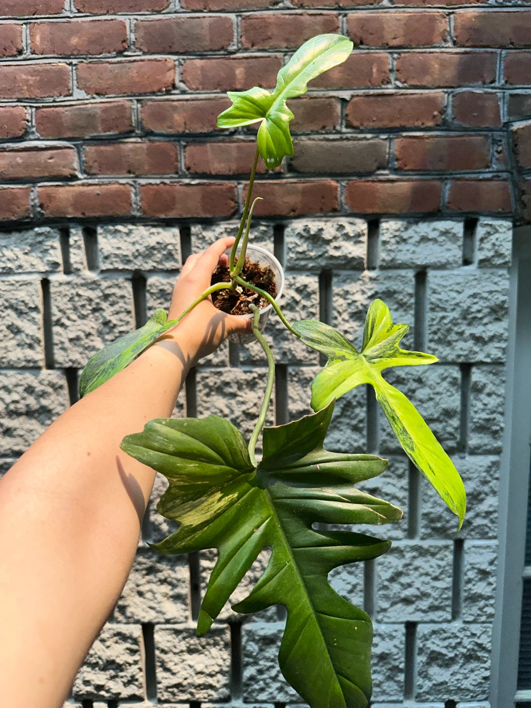 Philodendron Kitina Plant - photo 2
