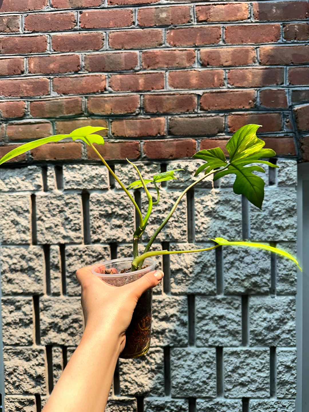 Philodendron Kitina Plant - photo 3
