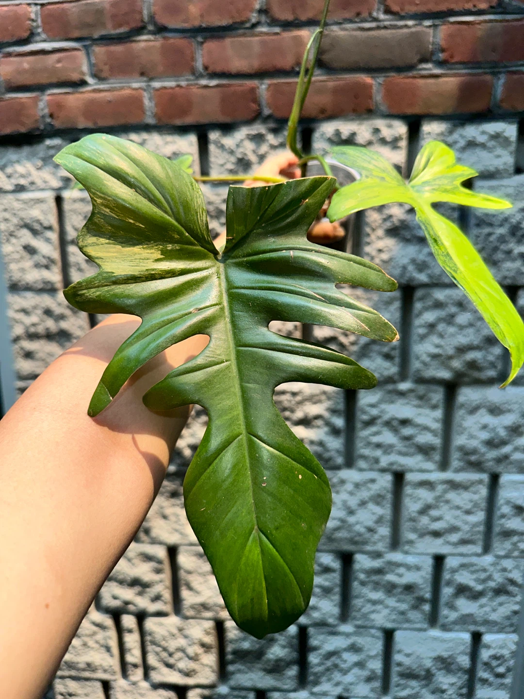 Philodendron Kitina Plant - photo 4