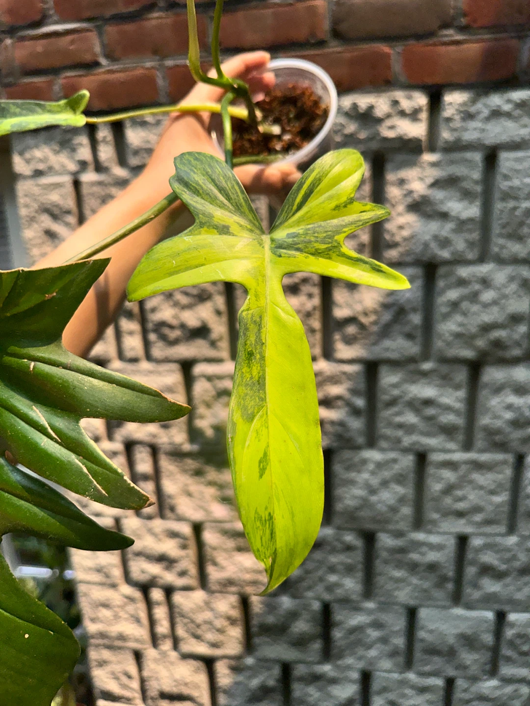 Philodendron Kitina Plant - photo 5
