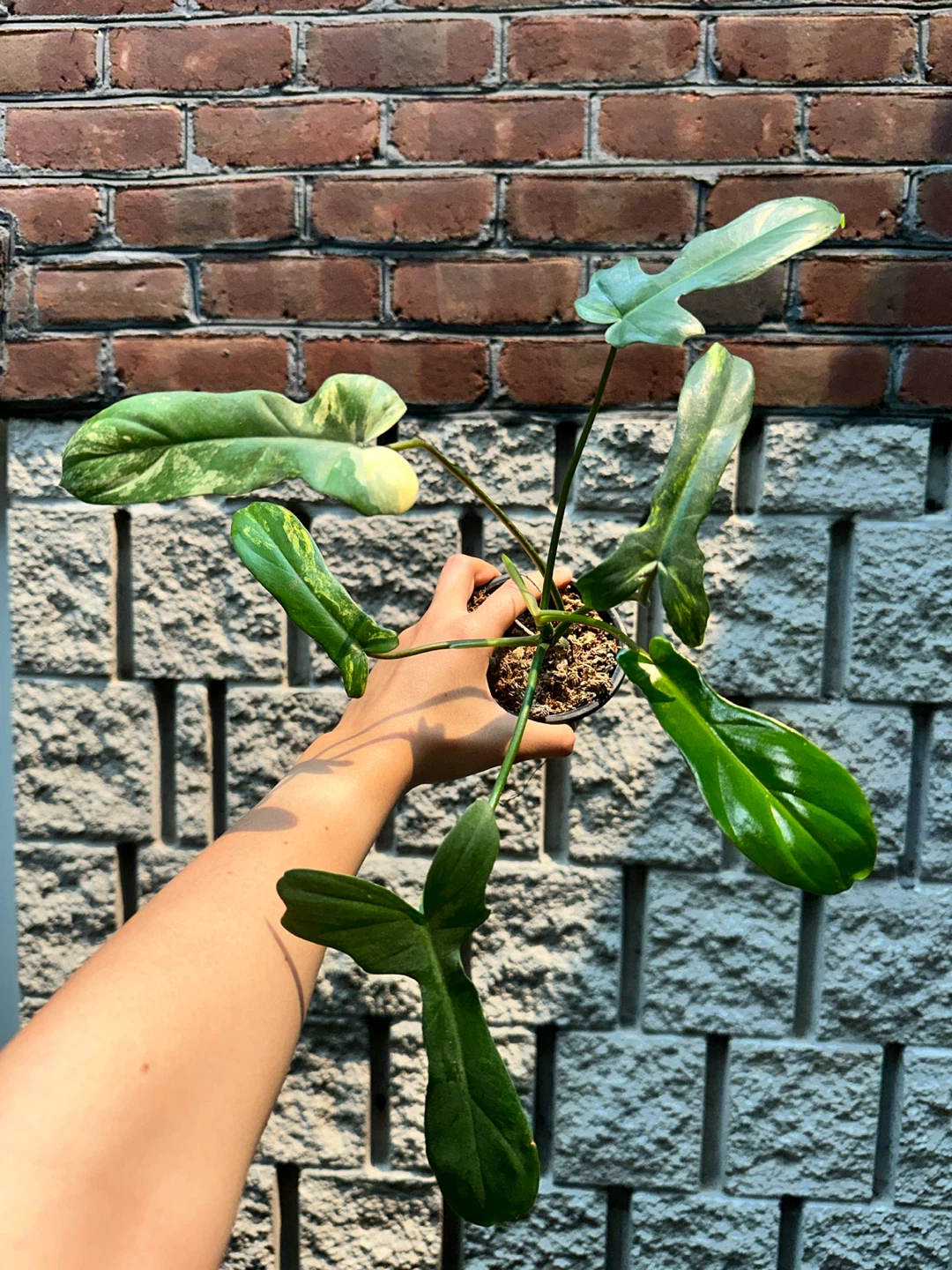 Philodendron Kitina Plant - photo 2
