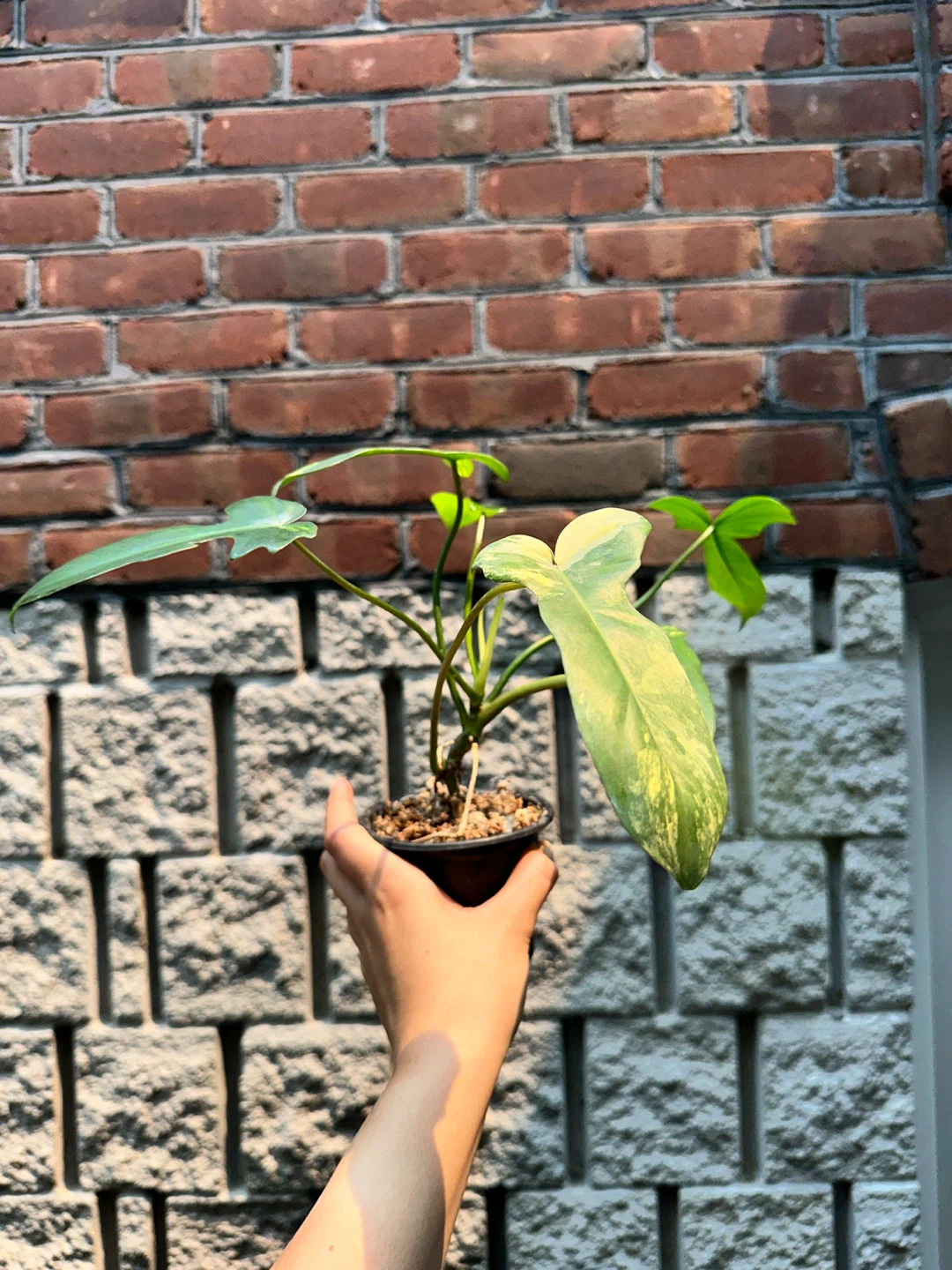 Philodendron Kitina Plant - photo 3