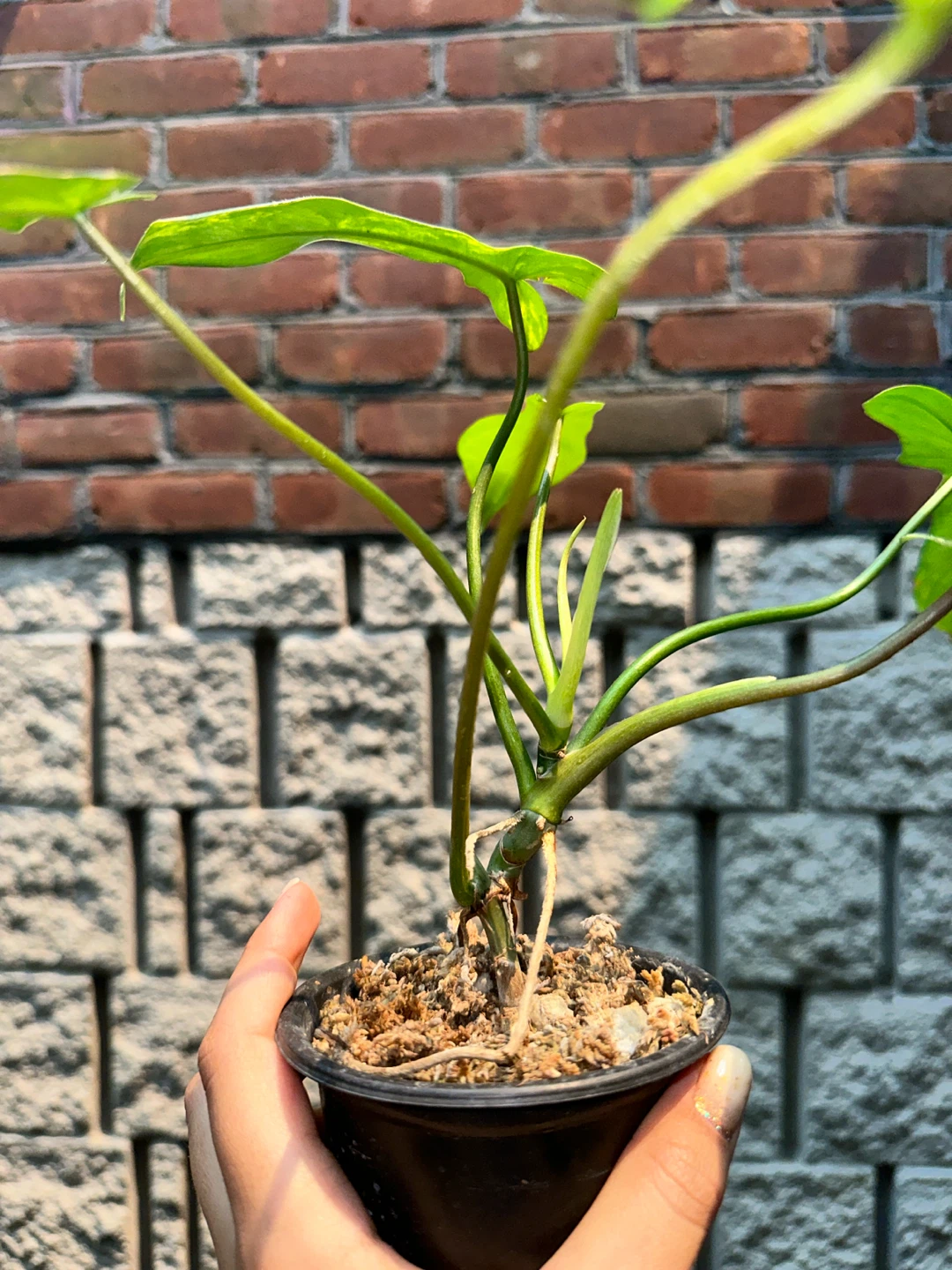 Philodendron Kitina Plant - photo 4