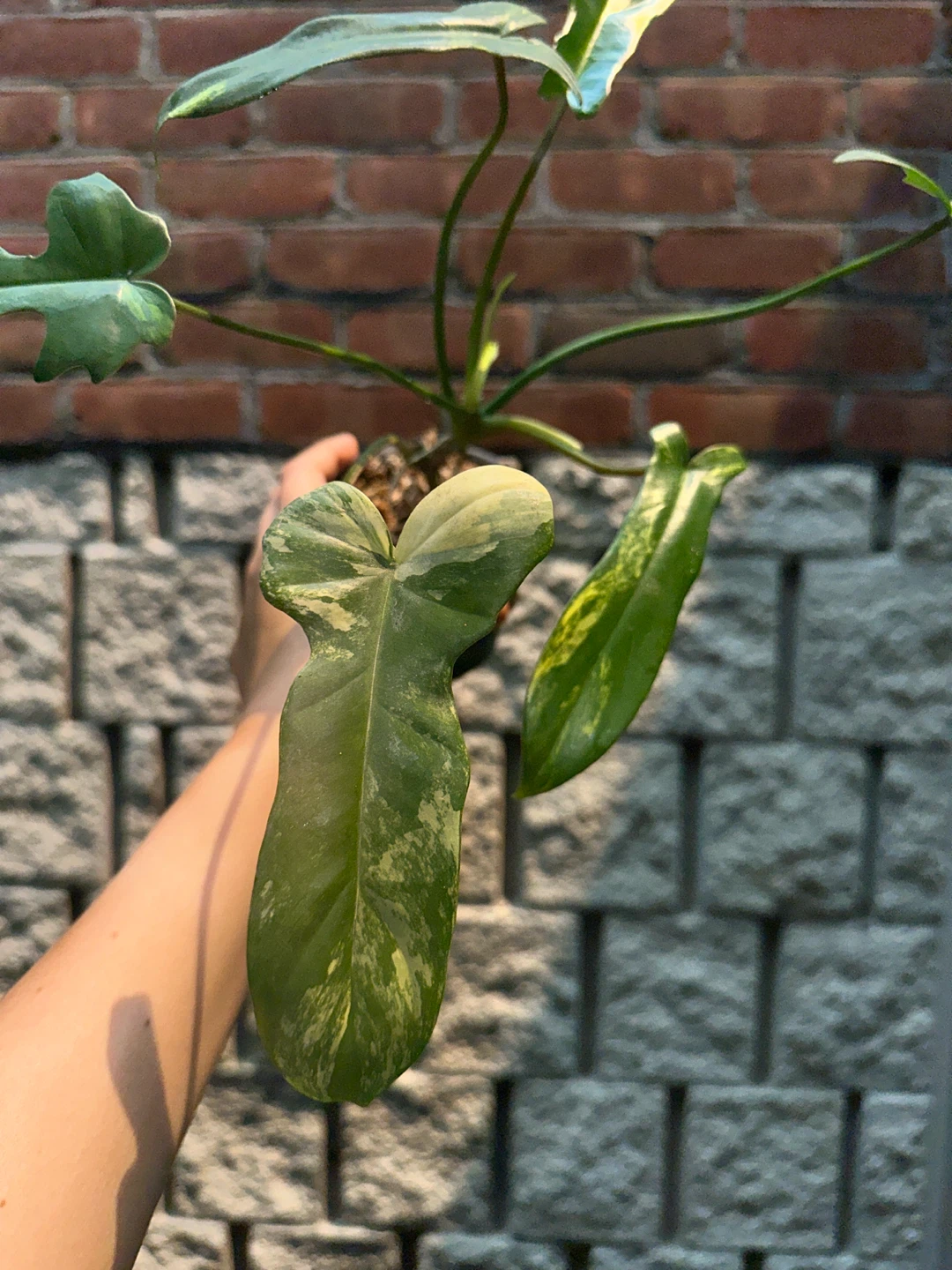 Philodendron Kitina Plant - photo 5