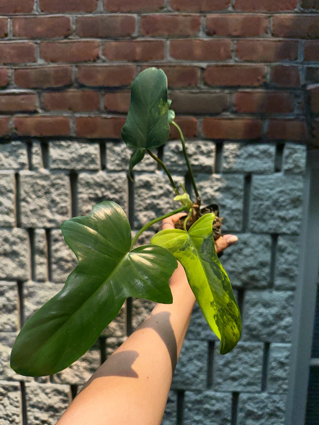 Philodendron Kitina Plant