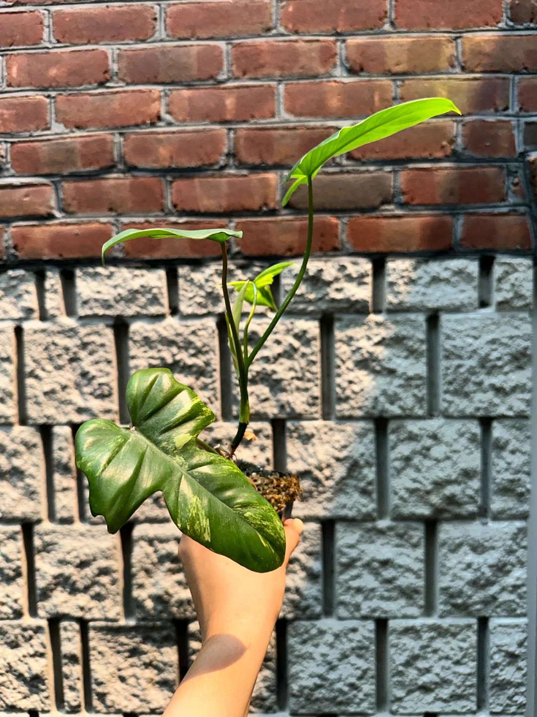 Philodendron Kitina Plant - photo 2