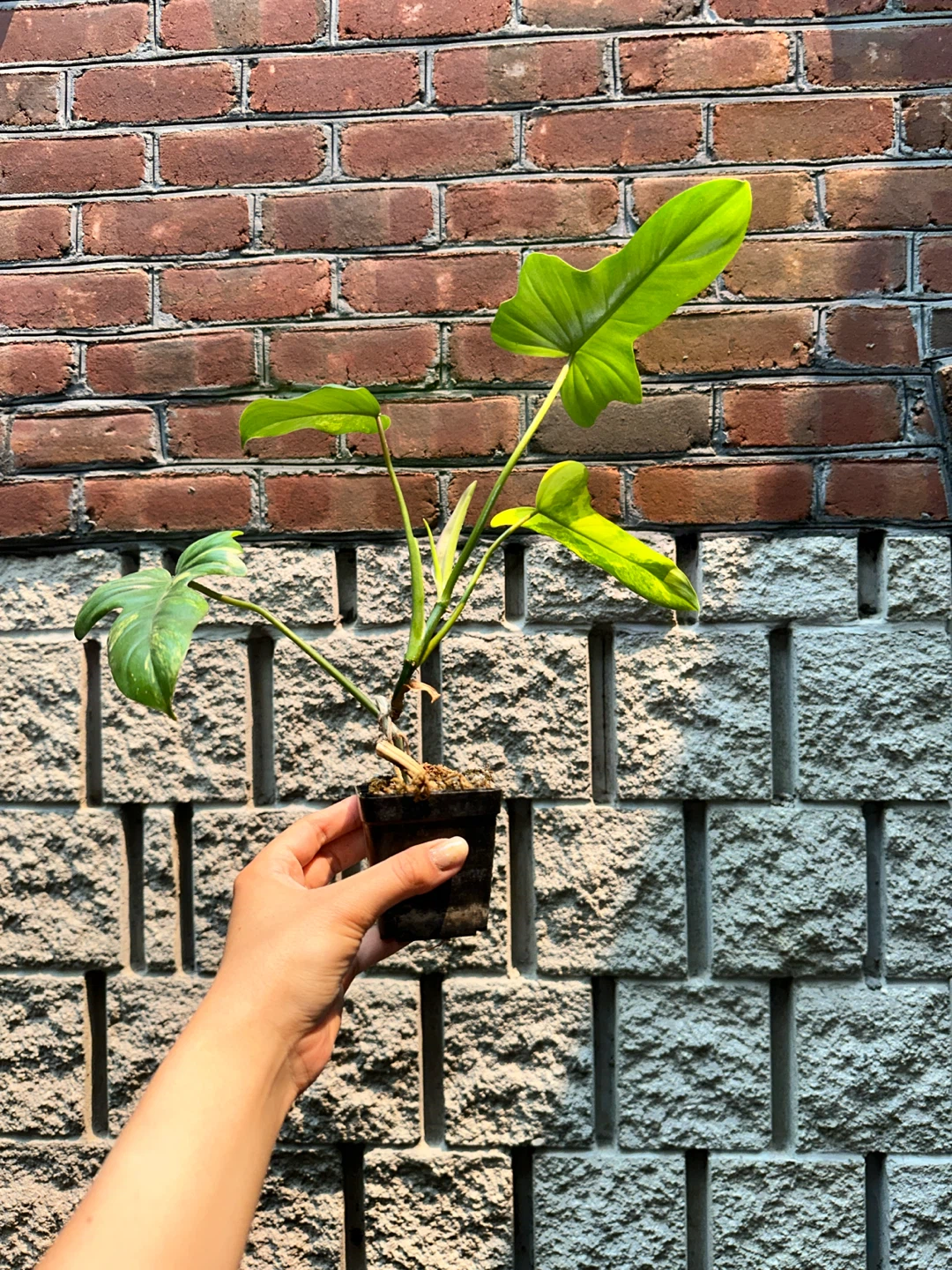Philodendron Kitina Plant - photo 3