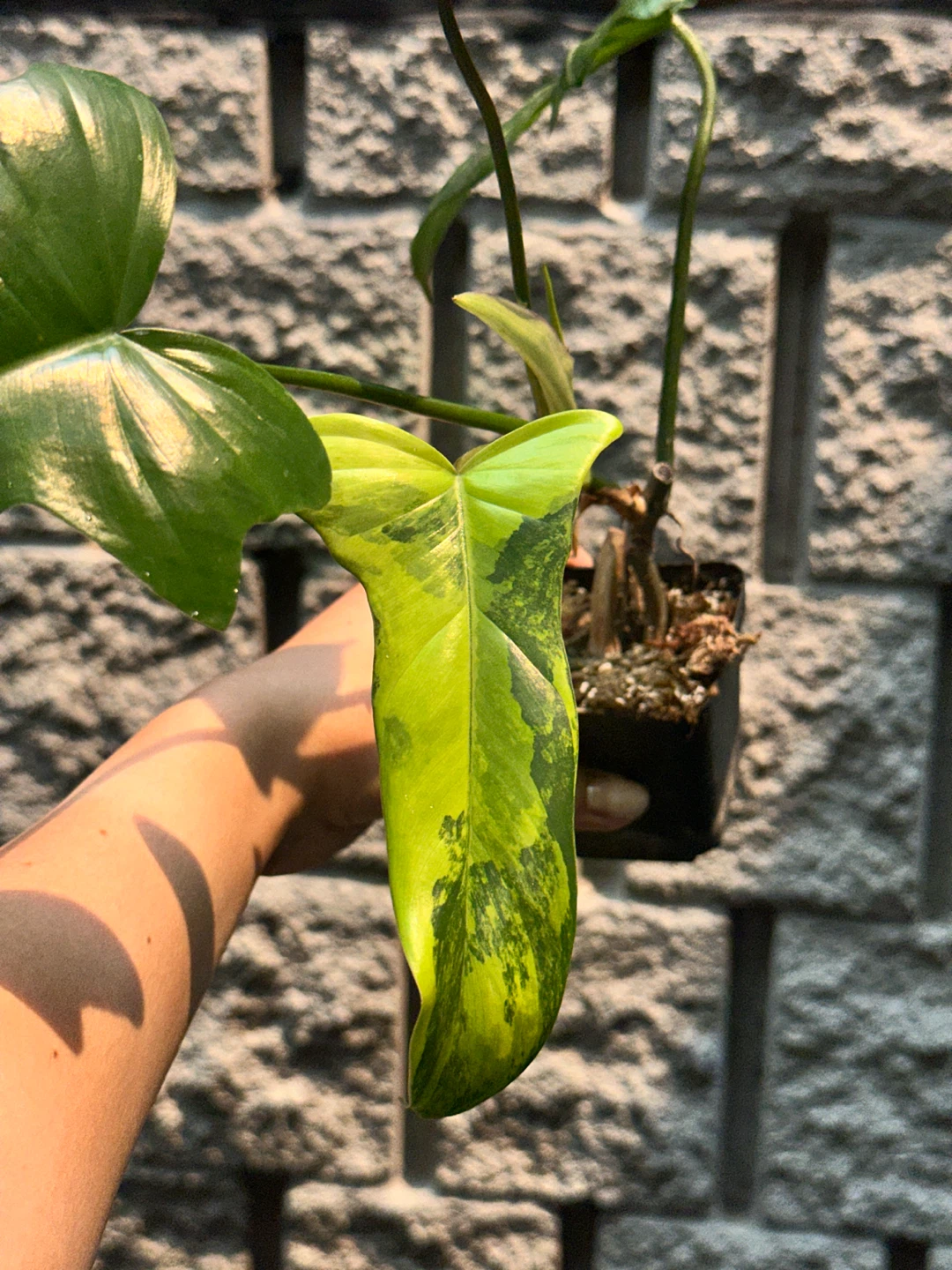 Philodendron Kitina Plant - photo 4