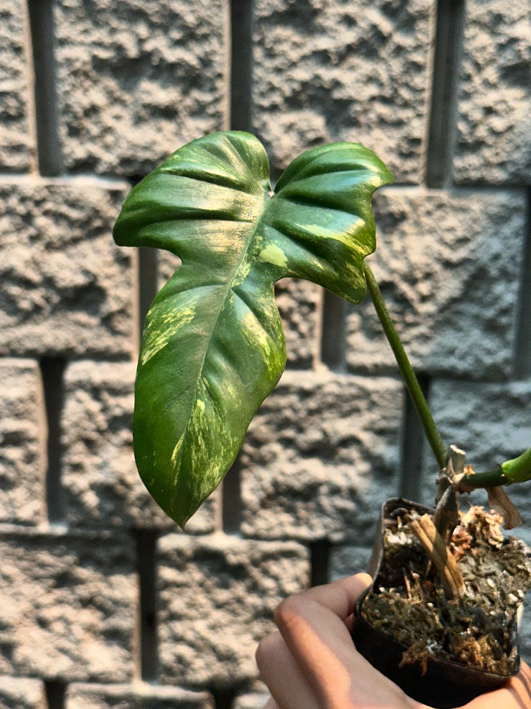 Philodendron Kitina Plant - photo 5