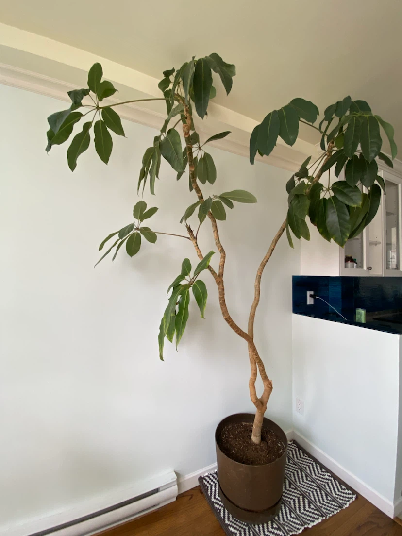 Schefflera Plant in Brown Pot