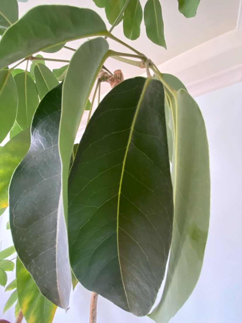 Schefflera Plant in Brown Pot - photo 2