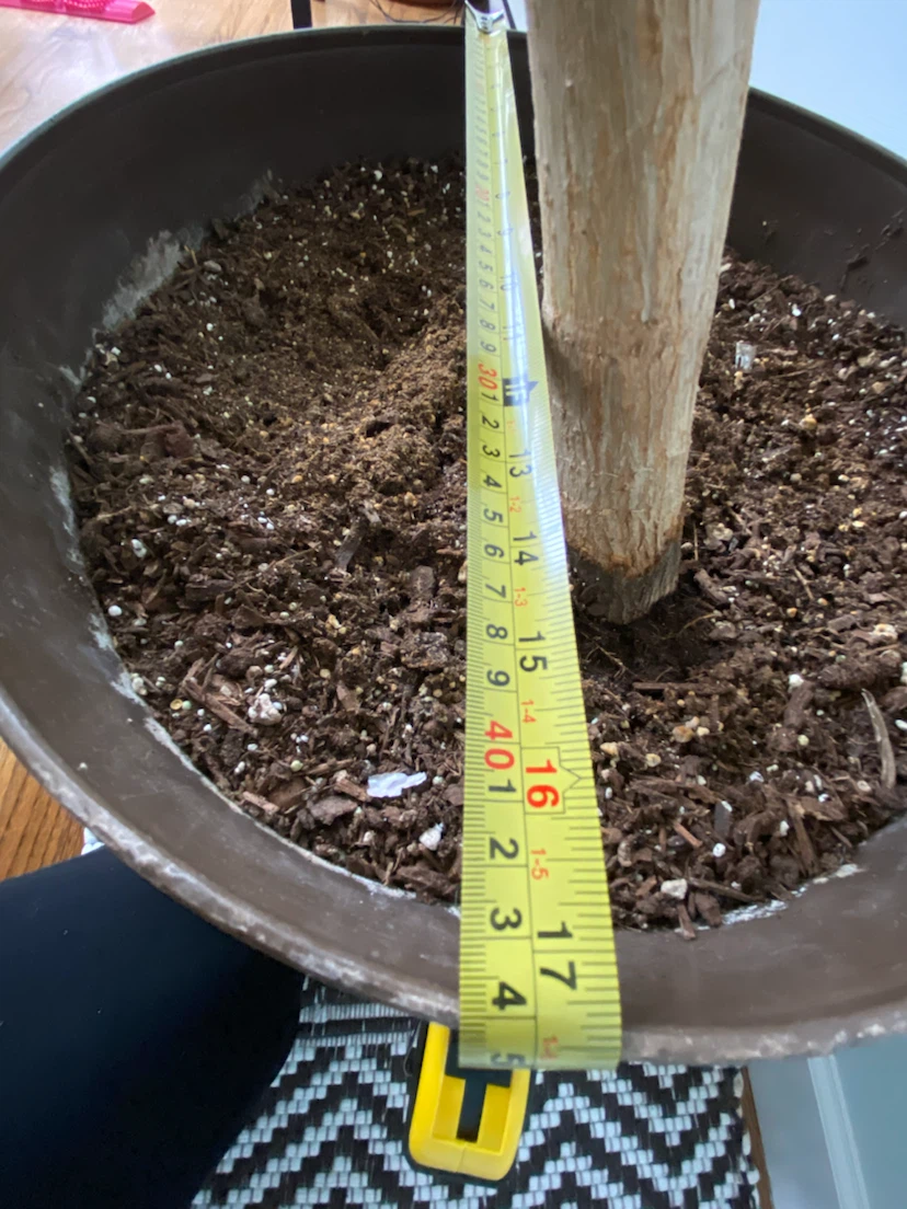 Schefflera Plant in Brown Pot - photo 3