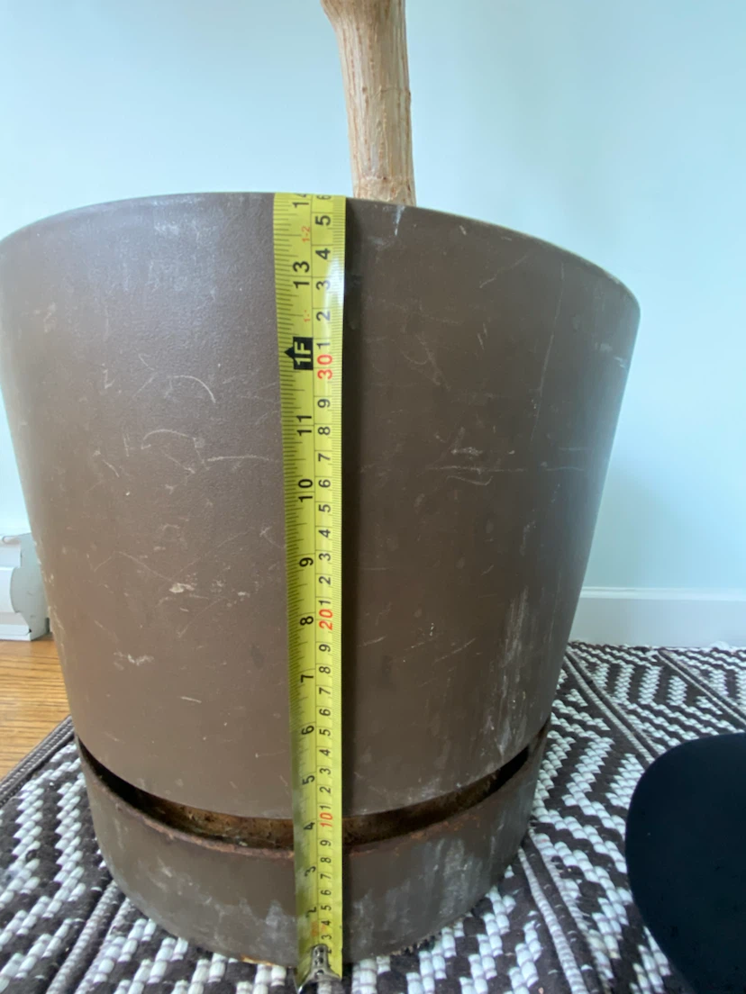 Schefflera Plant in Brown Pot - photo 4