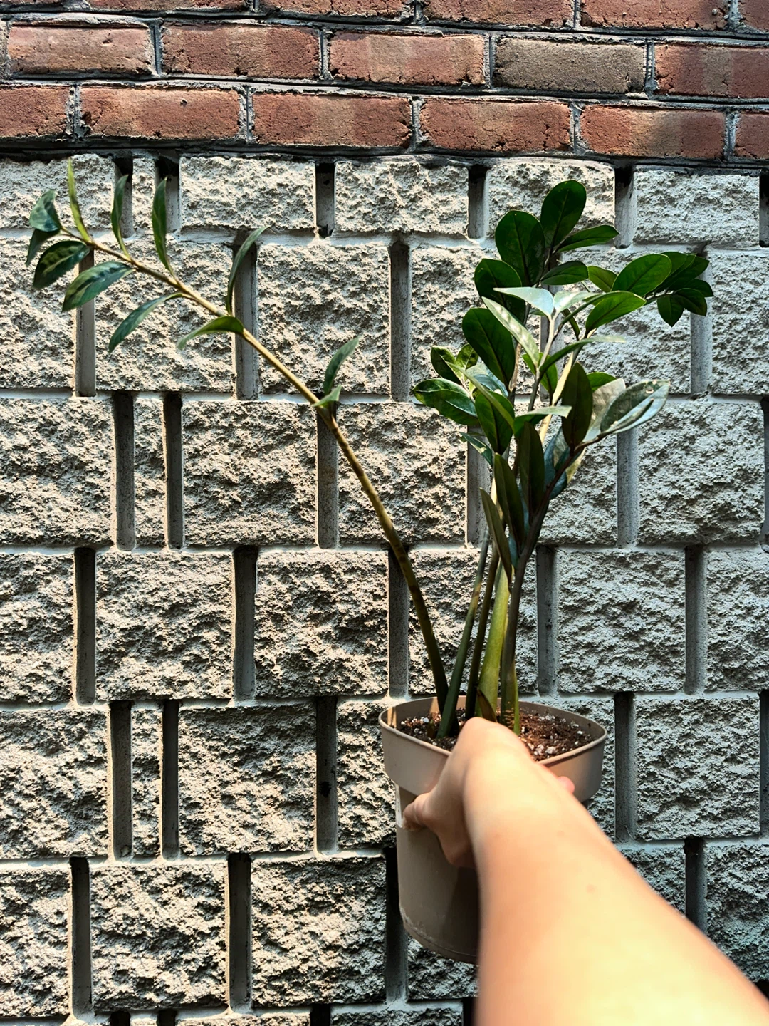 Zz Plant (Variegated Revert)