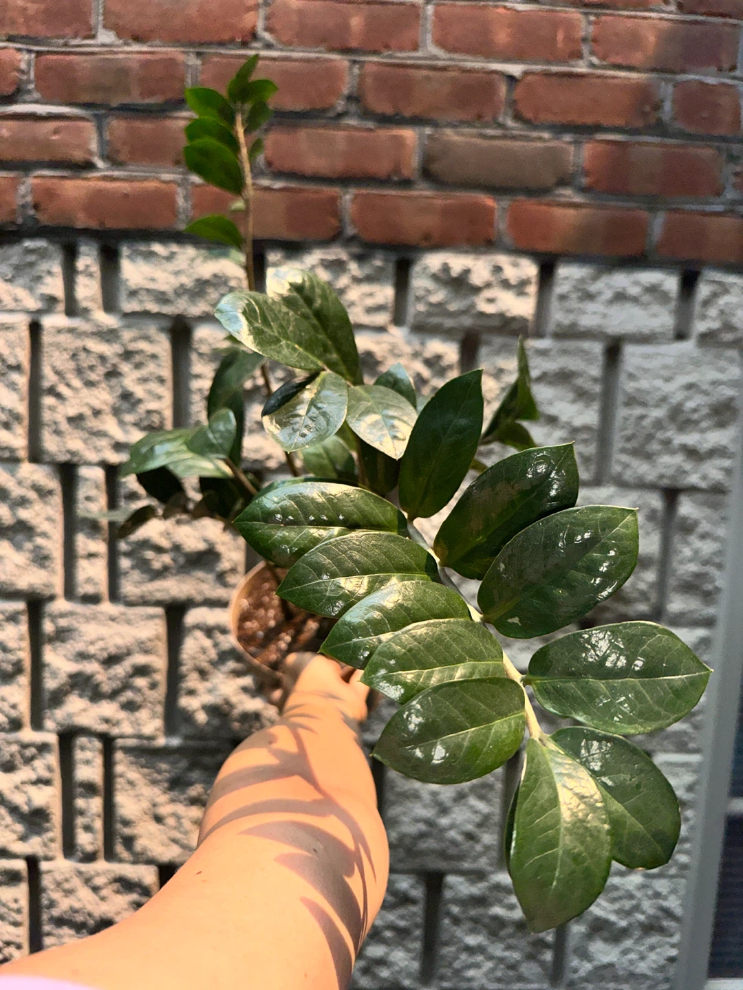 Zz Plant (Variegated Revert) - photo 2