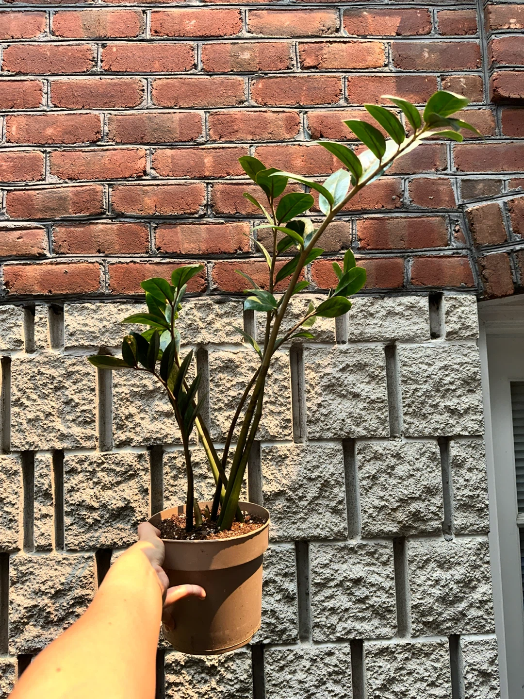 Zz Plant (Variegated Revert) - photo 3