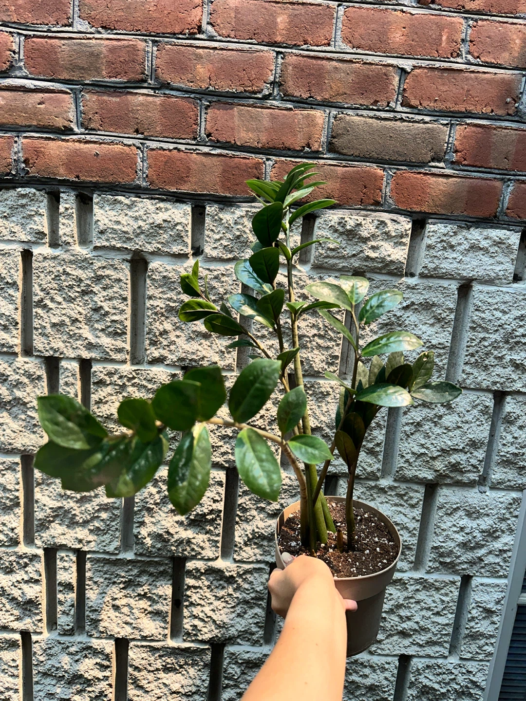 Zz Plant (Variegated Revert) - photo 4