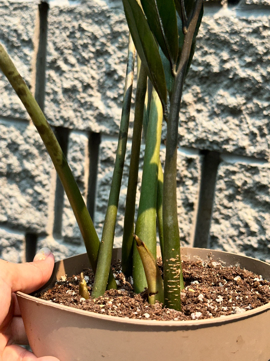 Zz Plant (Variegated Revert) - photo 5