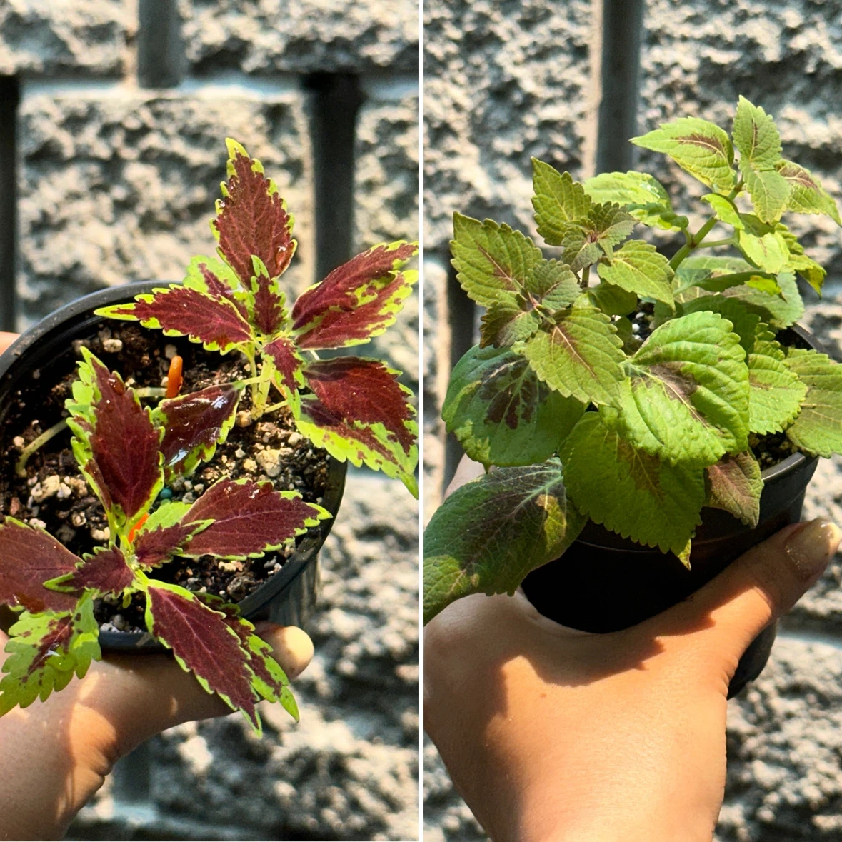 Coleus Plant Bundle