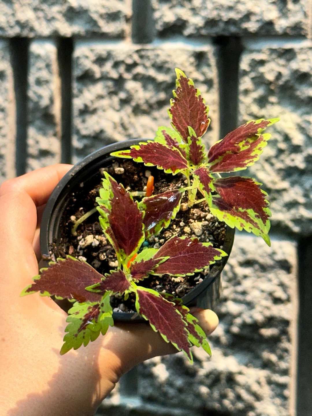 Coleus Plant Bundle - photo 2