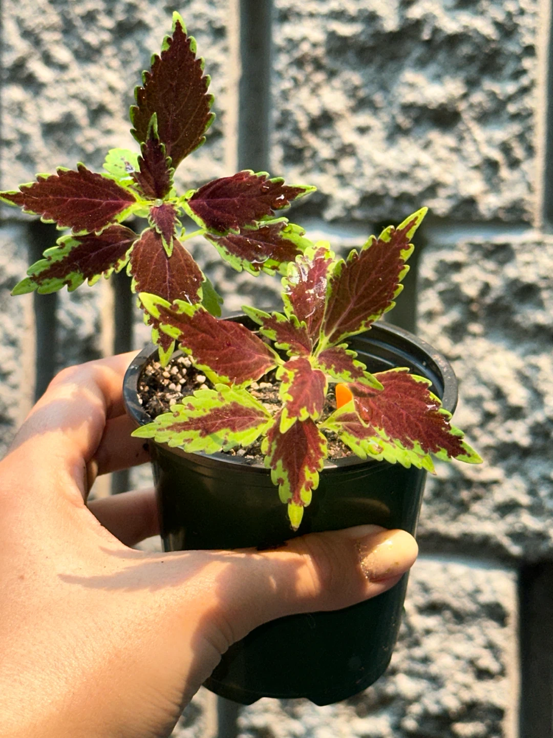 Coleus Plant Bundle - photo 3
