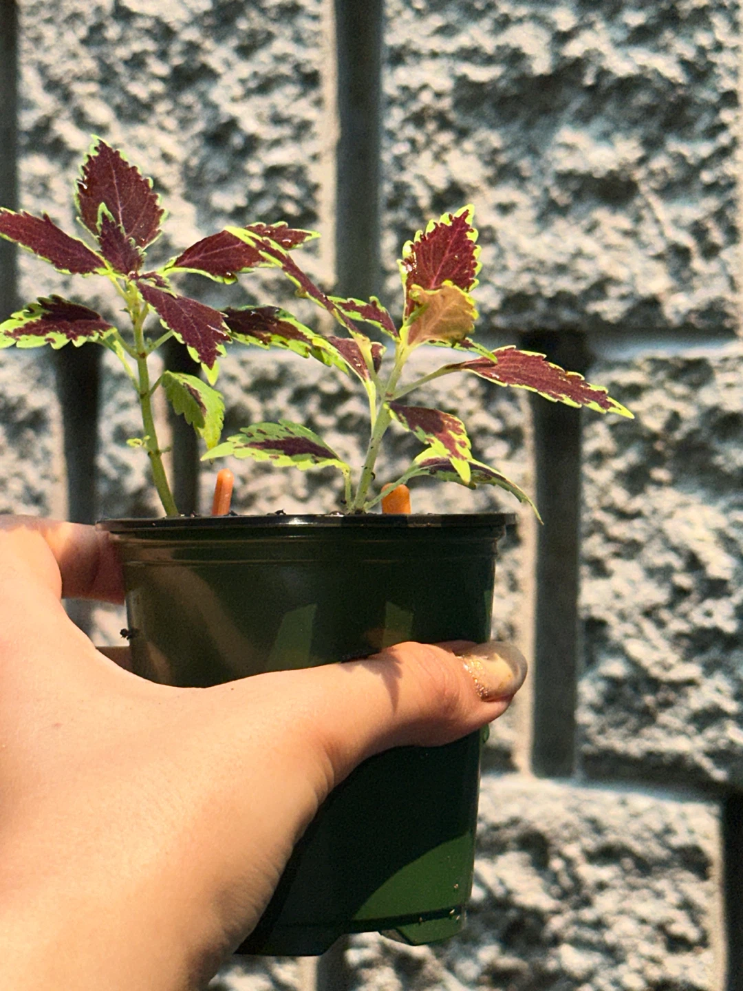 Coleus Plant Bundle - photo 4
