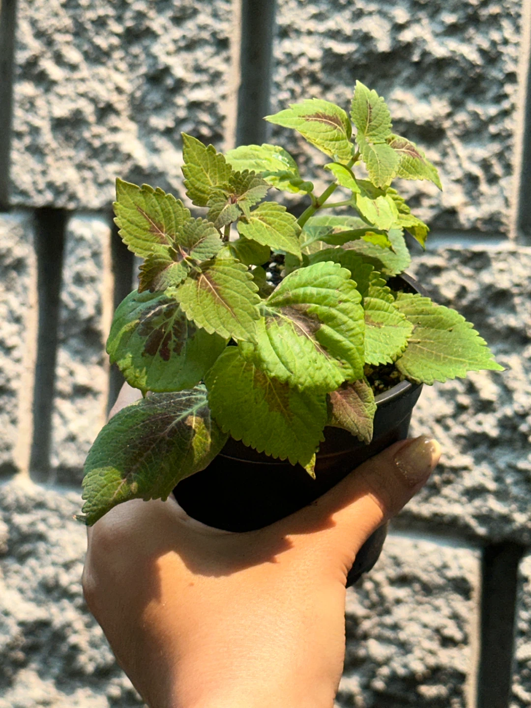 Coleus Plant Bundle - photo 5