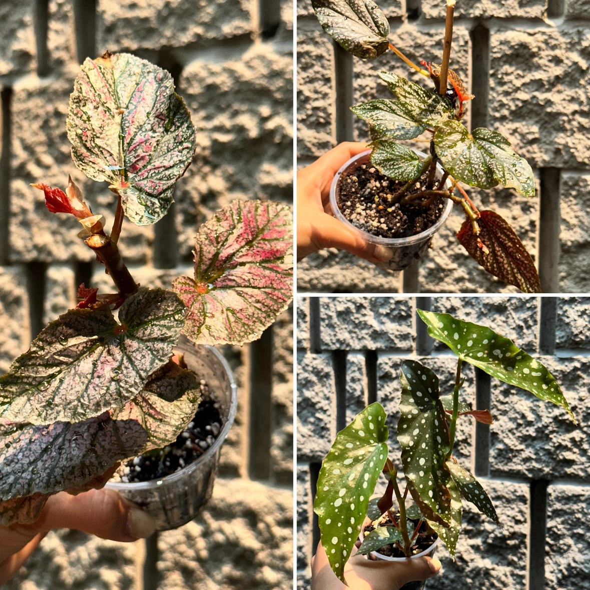 Begonia Polka Dot Plant Bundle