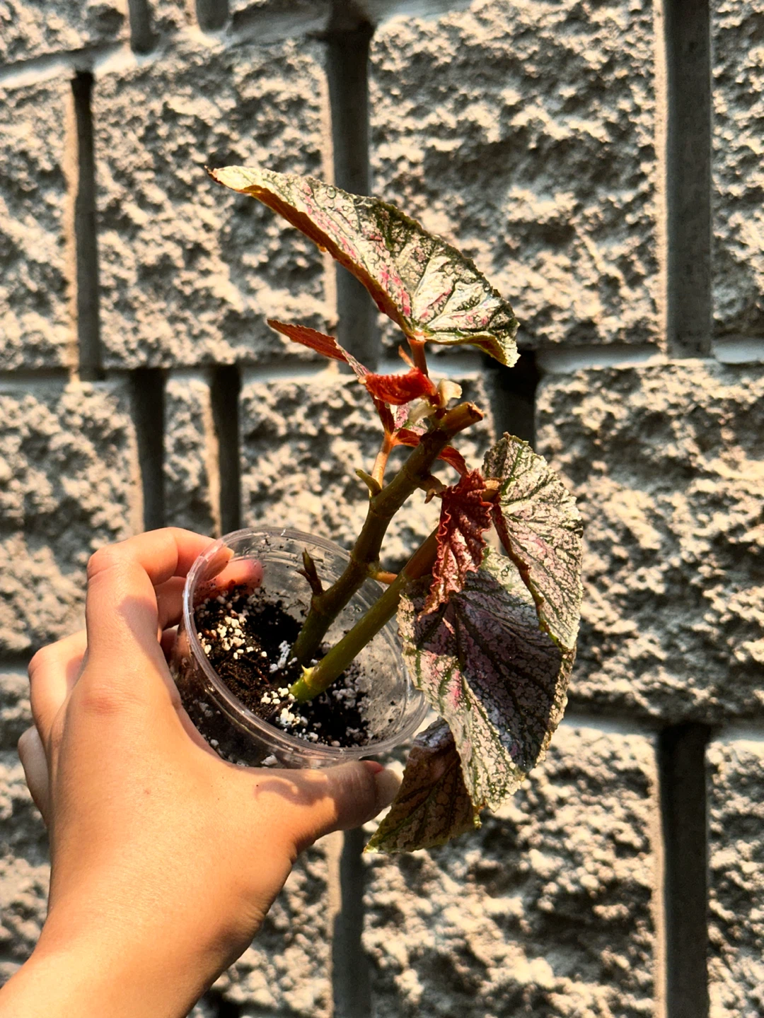 Begonia Polka Dot Plant Bundle - photo 3